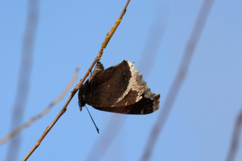 119 2014-04250285 Broad Meadow Brook, MA.JPG - Mourning Cloak Butterfly (Nymphalis antiops) with eggs. Broad Meadow Brook Wildlife Sanctuary, MA, 4-25-2014